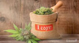 Тест: Первый сорт