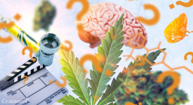 Викторина : Небанальные вопросы про каннабис