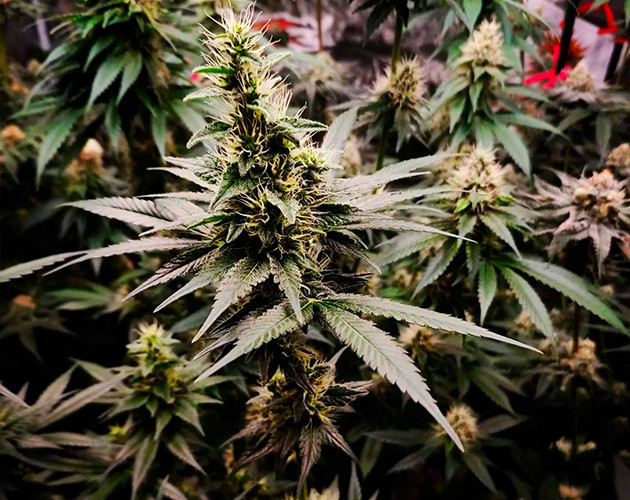 Набор массы шишек