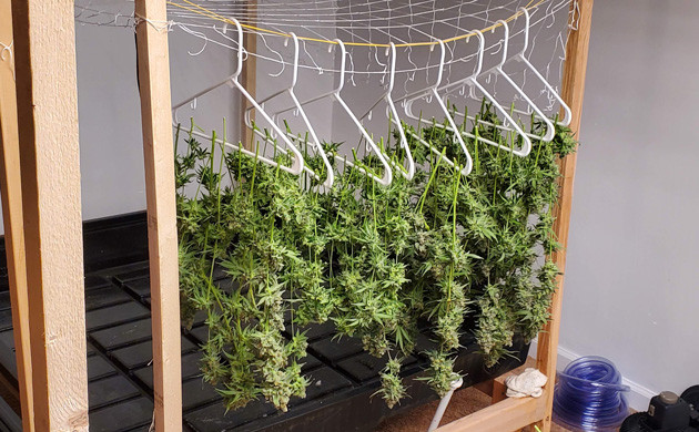 Сушка ветвей