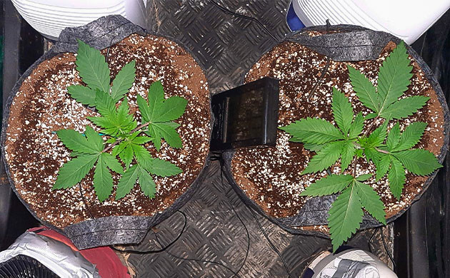 Гроурепорт сорта Jack 47