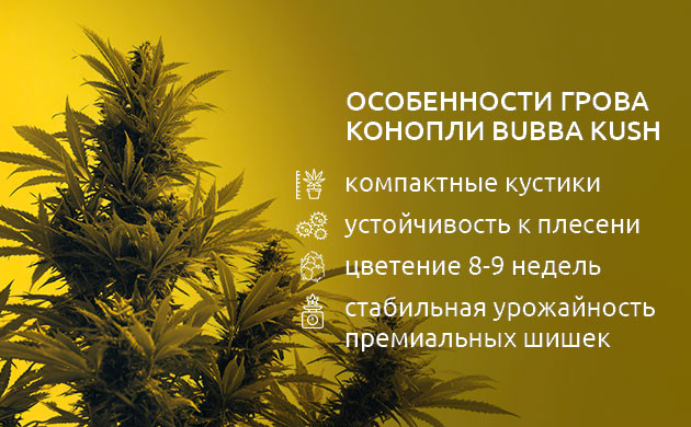 Выращивание Bubba Kush