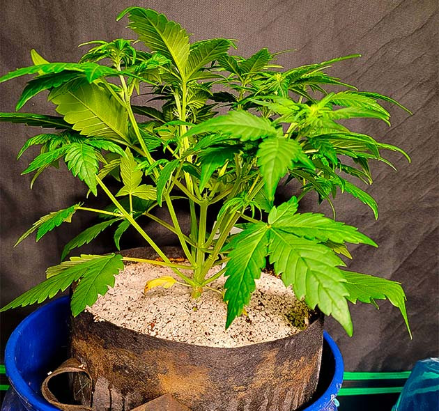 Куст Sweet Zenzation XL Auto на 4 неделе выращивания