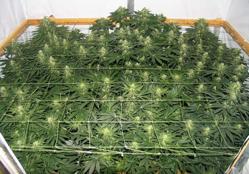 10 неделя выращивания сорта конопли Jack Herer Созревшие кусты Jack Herer