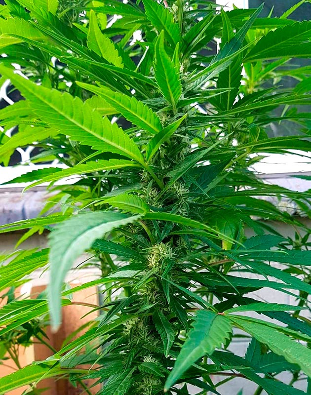 Стимуляция цветения сорта Pineapple Chunk