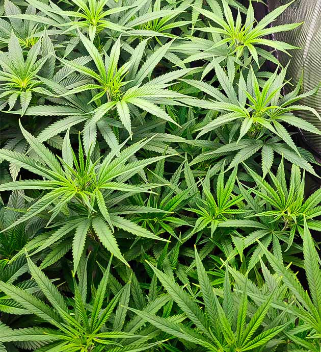 Куст Godzilla Original Glue GG#4 от Herbies Seeds ростом 45 см