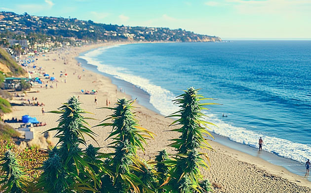 История создания Purple Punch Как создавался Purple Punch