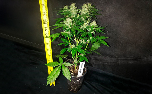 Выращивание в стакане Alaskan Purple Auto Измерение роста карликового куста