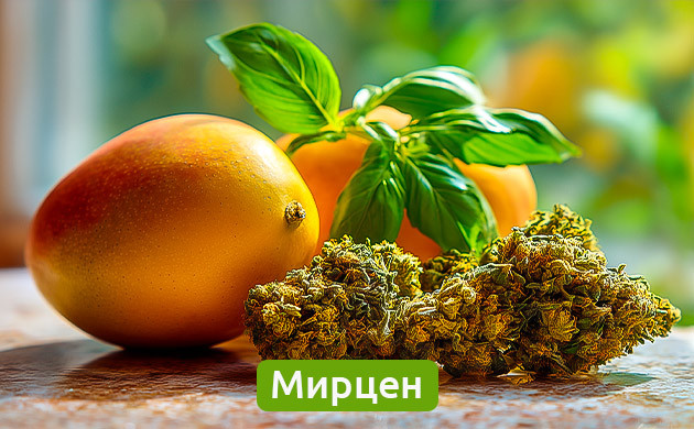 Терпены мирцен в манго, травах и конопле