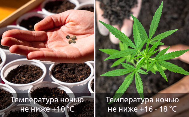 Как ухаживать за марихуаной весной