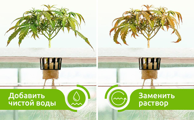 Способы устранения химического ожога в гидропонных система Добавление чистой воды в гидропонику или замена раствора