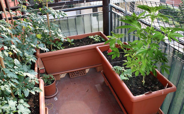 Выбор сорта конопли