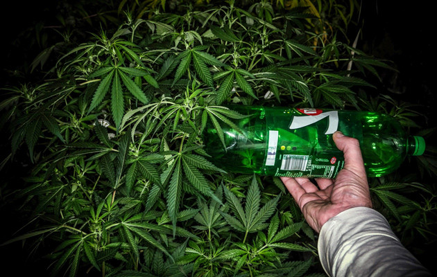 Цветение конопли