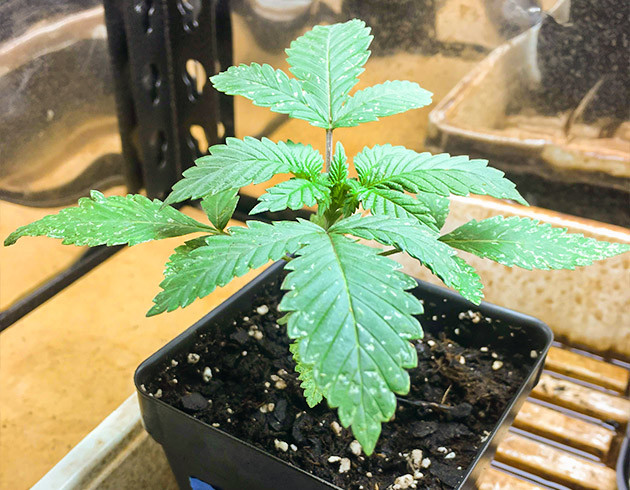 Активный набор зеленой массы Листья конопли с белыми крапинками