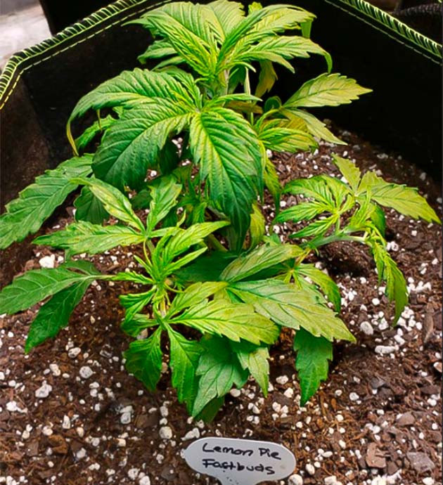 Набор зеленой массы на третьей неделе роста Формирование новых листьев