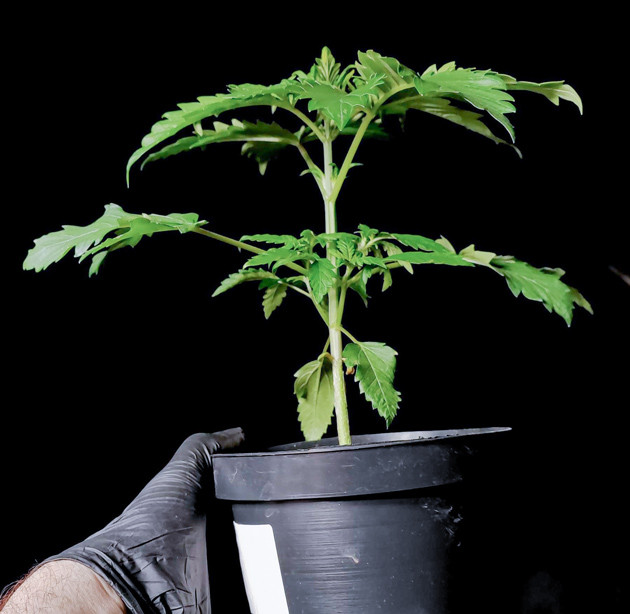 Необходимость пересадки и обрезки Lemon Citron