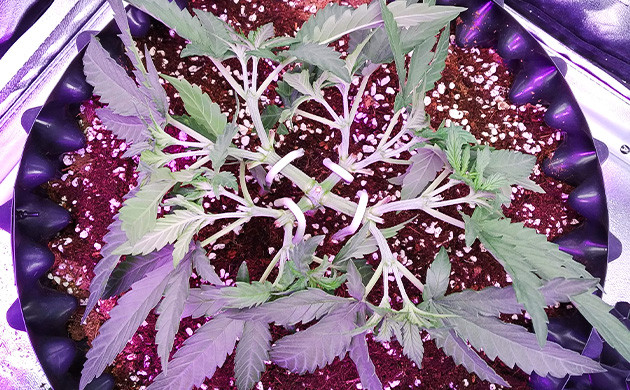 Подгибание ветвей методом LST