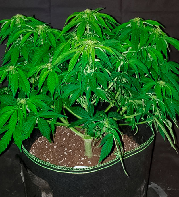 Обрезка нижних листьев куста марихуаны Формирование бутонов на колах