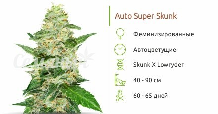 Auto Super Skunk fem от Семяныч
