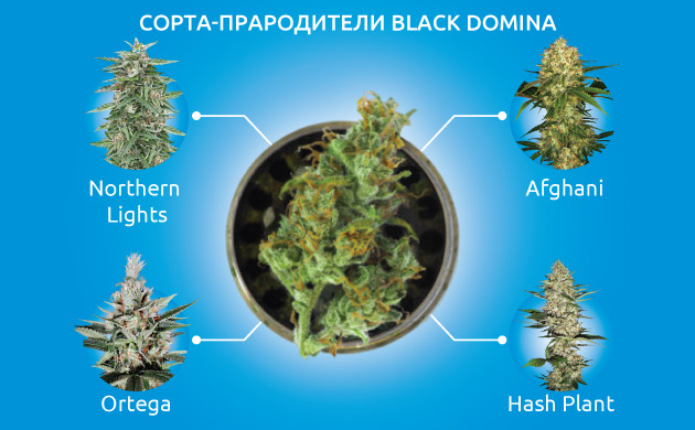 Сорта-прародители Black Domina