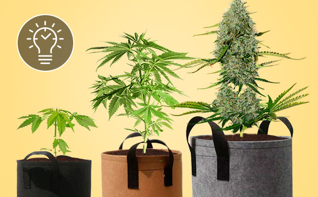 Горшки для фотопериодных сортов конопли