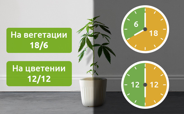 Световой режим и урожайность марихуаны