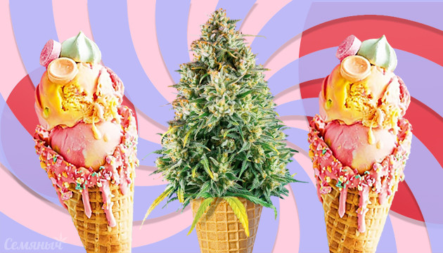 Сорт конопли Gelato