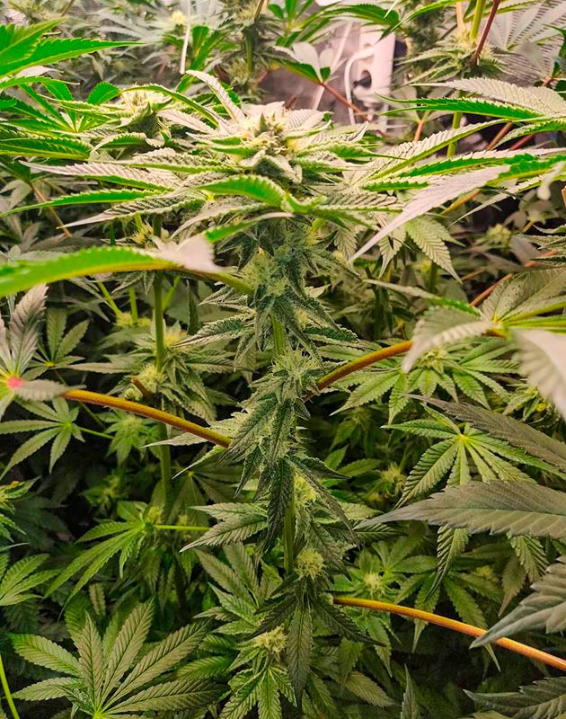 Цветение куста Biscotti Mintz