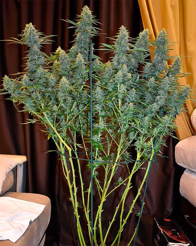 Куст Jealousy Kush на 14 неделе выращивания