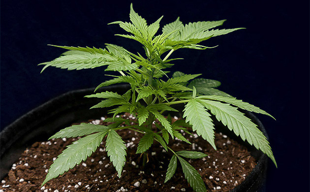 Подготовка к цветению сорта Tropicana Cookies Auto Конец вегетации сорта Tropicana Cookies Auto