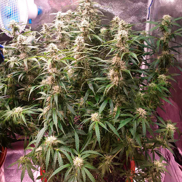 Куст высотой 60 см