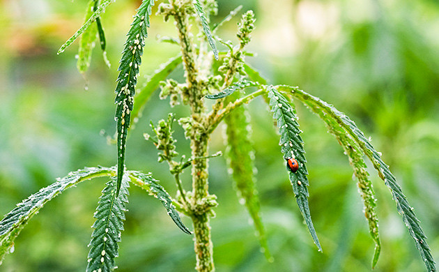 Процесс питания тли: высасывание сока Тля и медвяная падь: следствие питания