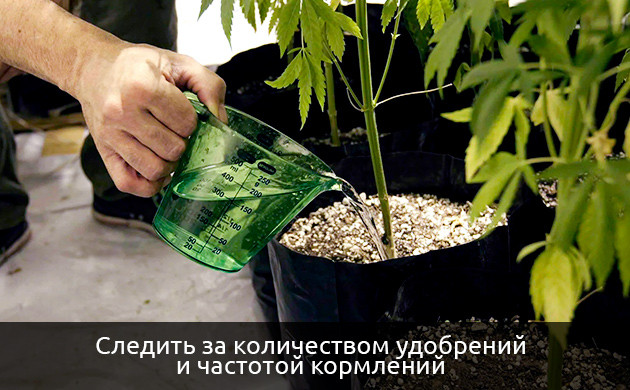 Отставание в развитии автоцветущего куста марихуаны Отставание в развитии автоцветущего куста конопли