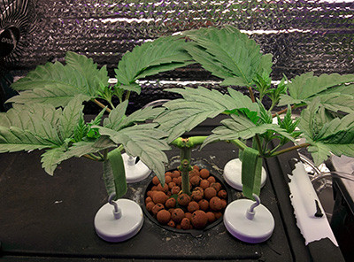 Мейн лининг конопли Fruit Punch fem на 37 день роста Рост конопли Fruit Punch fem