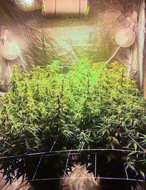 Кусты перед харвестом