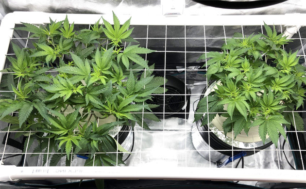 ScrOG прекрасно подойдет для небольшого гроубокса Screen Of Green