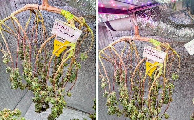 Конопля ростом 92 см