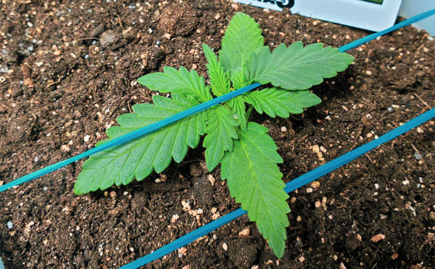 LST с помощью резинок для денег