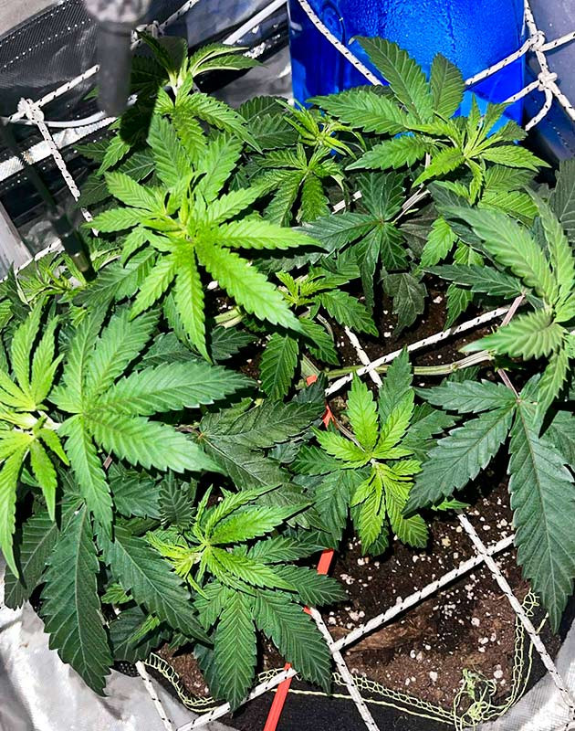 Использование сетки ScrOG Сетка ScrOG