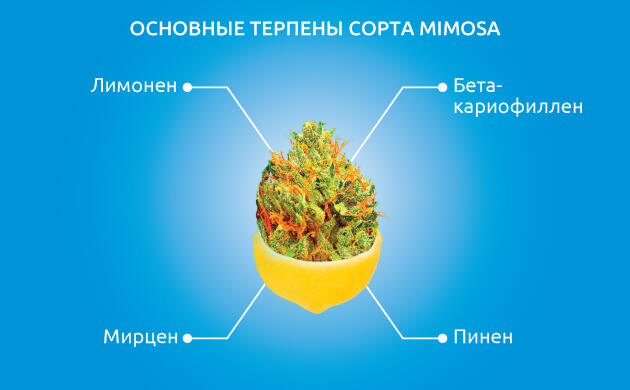 Терпеновый профиль Mimosa Вкус и эффекты сорта конопли Mimosa