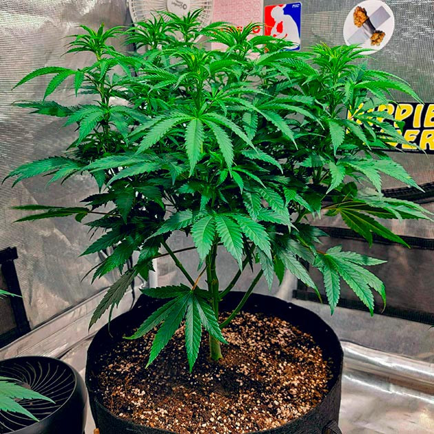 Увеличение углекислого газа для DDoS #33