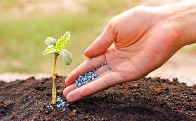 Минеральные удобрения для каннабиса Минеральные удобрения для марихуаны