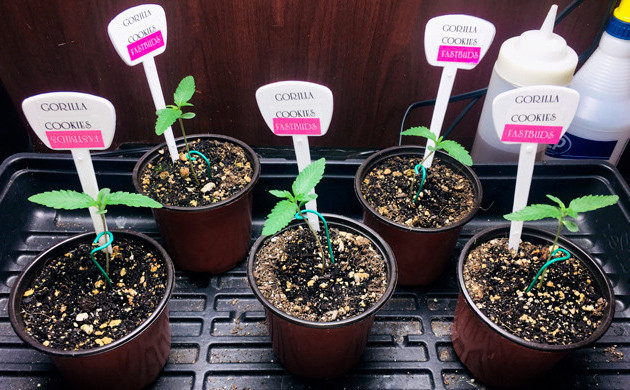 Пять горшков с ростками