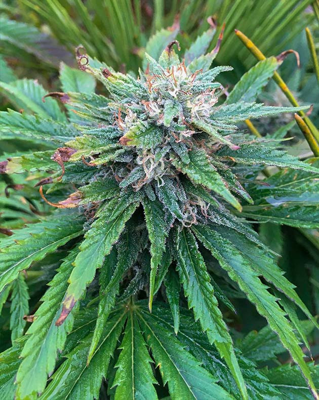 Появление десертного аромата Потемнение стигм на соцветии