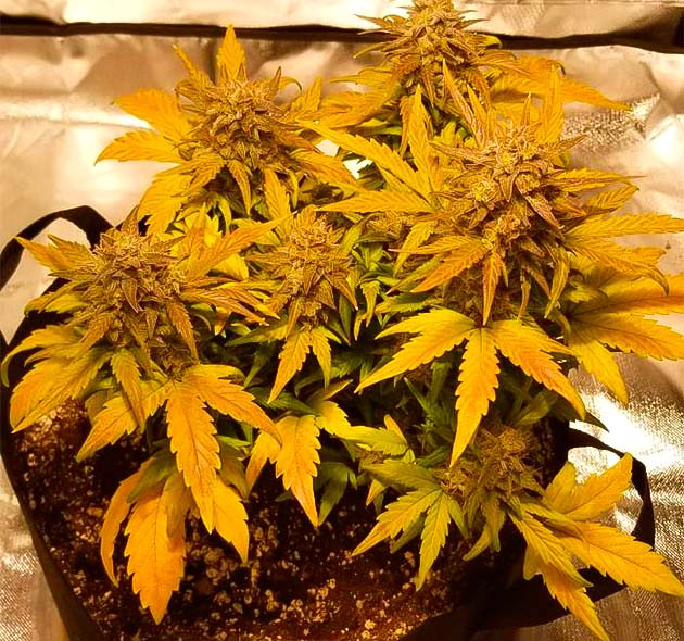 Появление желтых листьев у марихуаны 11 неделя роста каннабиса