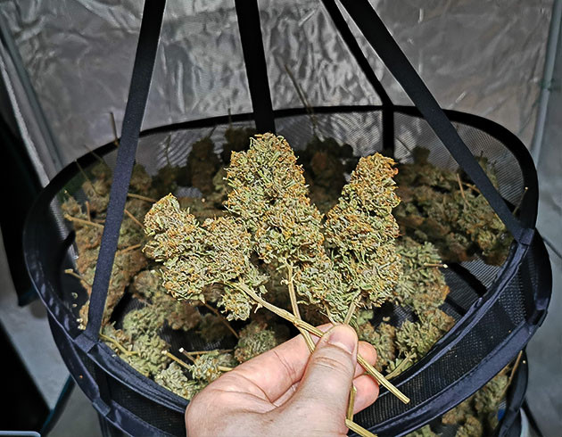 Полученный урожай конопли Урожай на сушилке из сетки