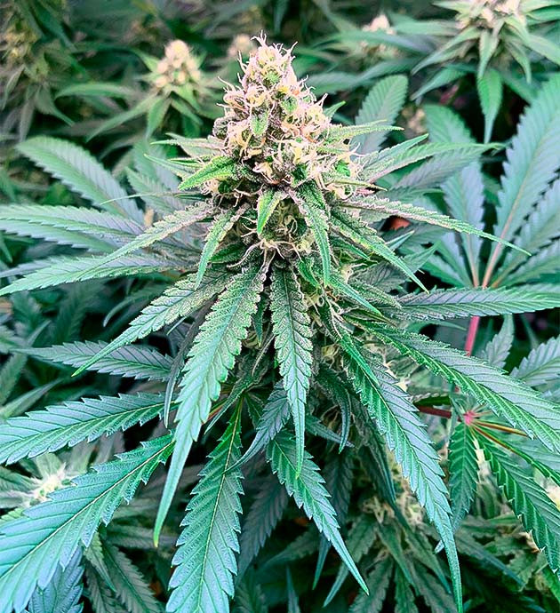 Куст Gorilla Glue #4 от Blimburn Seeds ростом 80 см