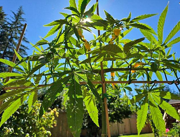 Куст Gorilla Cookies FF от FastBuds на 10-11 неделе