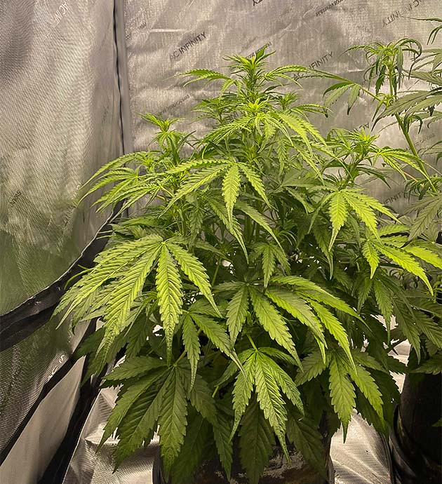 Начало цветения на 5 неделе выращивания Куст на 1 неделе стадии цветения