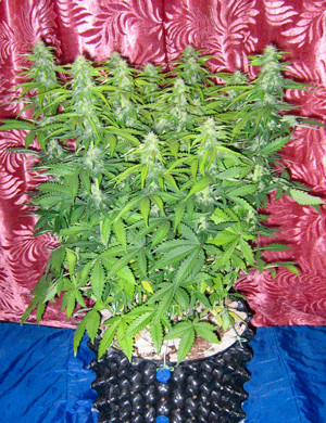 Куст конопли высотой 50 см